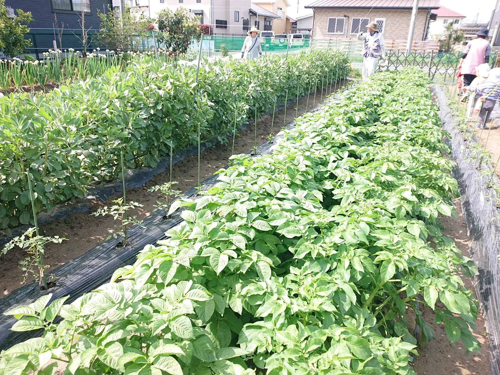 にこにこ菜園に行こう（りんご組、いちご組）