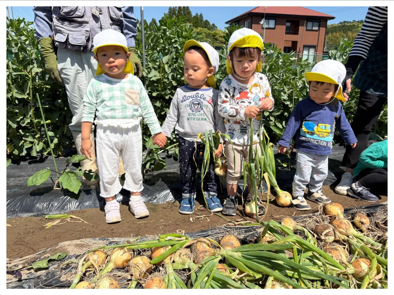 タマネギ収穫をしよう（りんご組・いちご組）