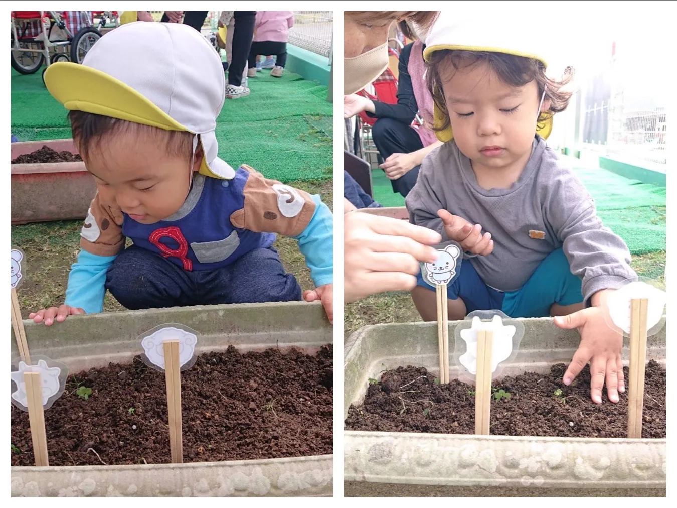 アサガオの種を植えよう（いちご組・りんご組）