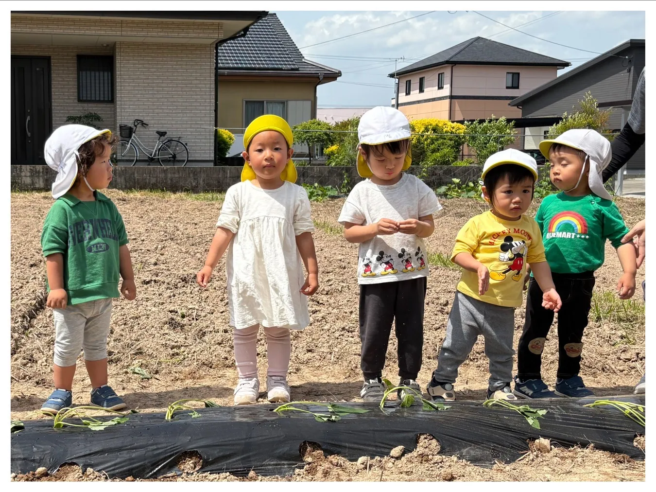 にこにこ菜園の野菜に名前カードを付けよう・お芋の苗植え（りんご組）