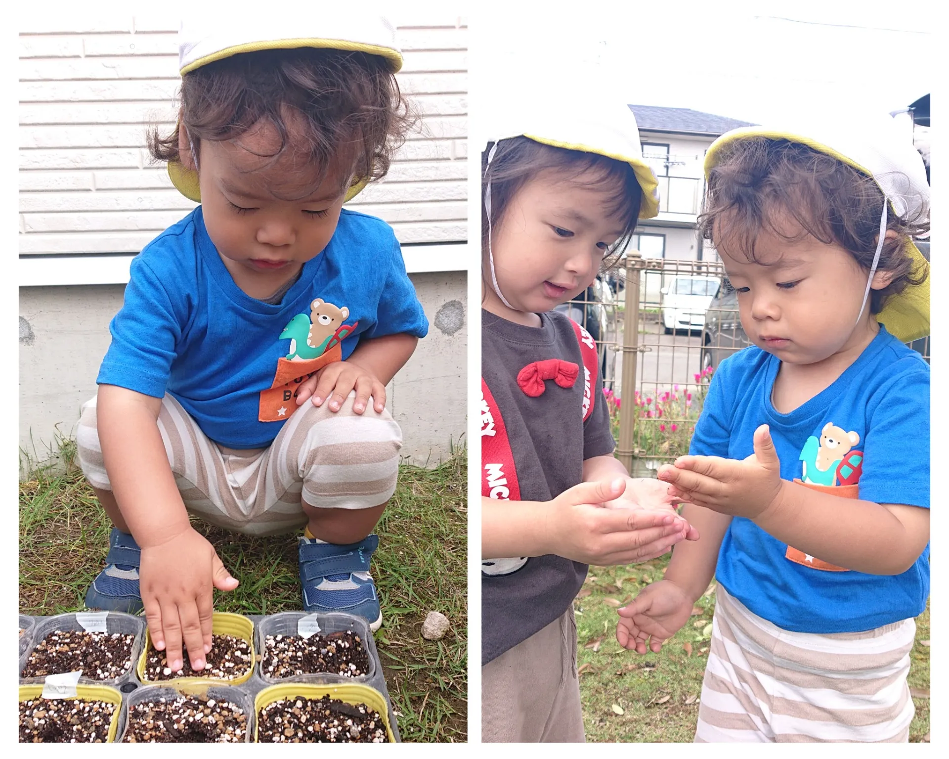 ひまわりの種まき（りんご組、いちご組）