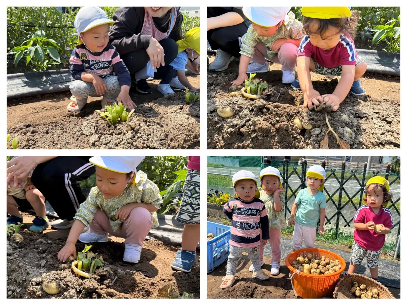 じゃがいも収穫をしよう（いちご組・りんご組）