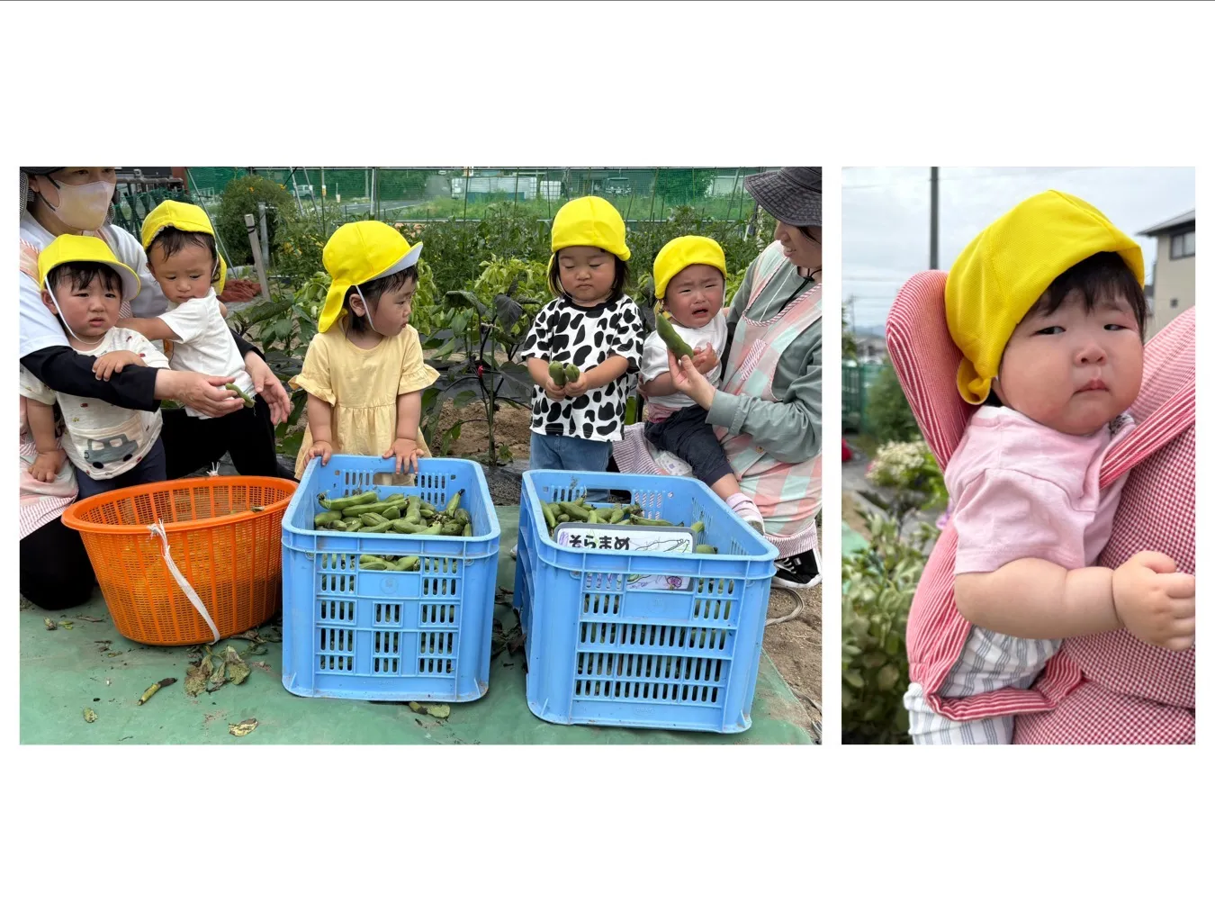 そら豆収穫をしよう