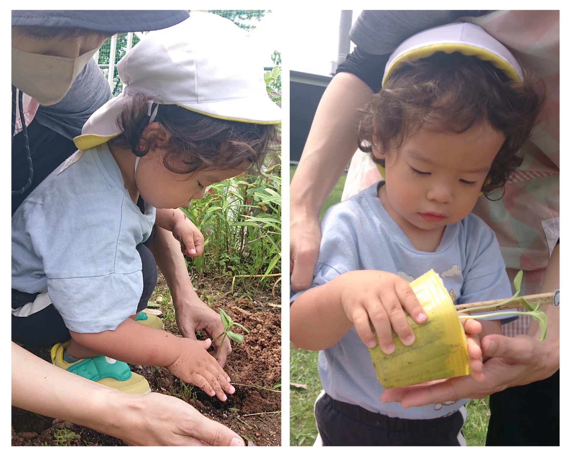 ひまわりのお引越し（りんご組、いちご組）