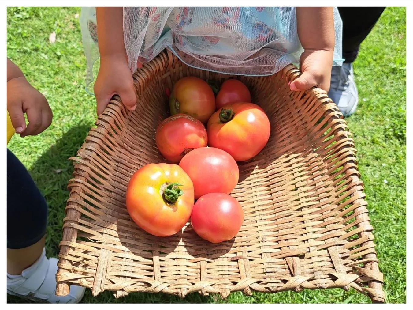 広場のトマトを収穫しよう（りんご組）