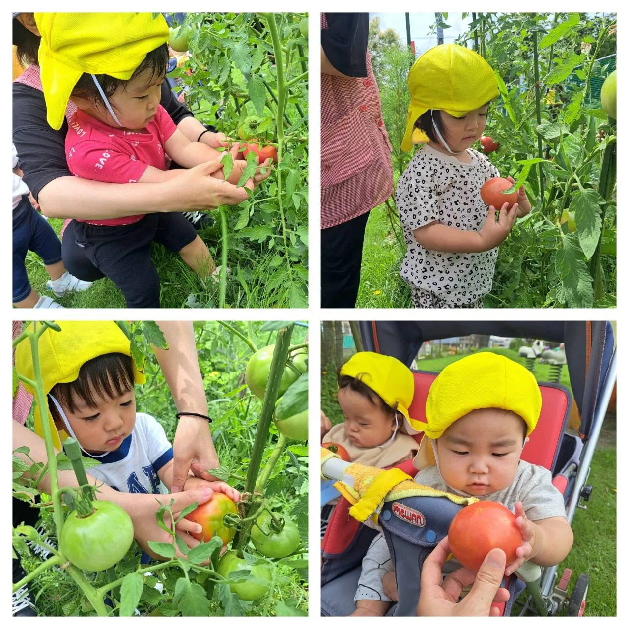 トマトの収穫、泥んこ遊び（いちご組）