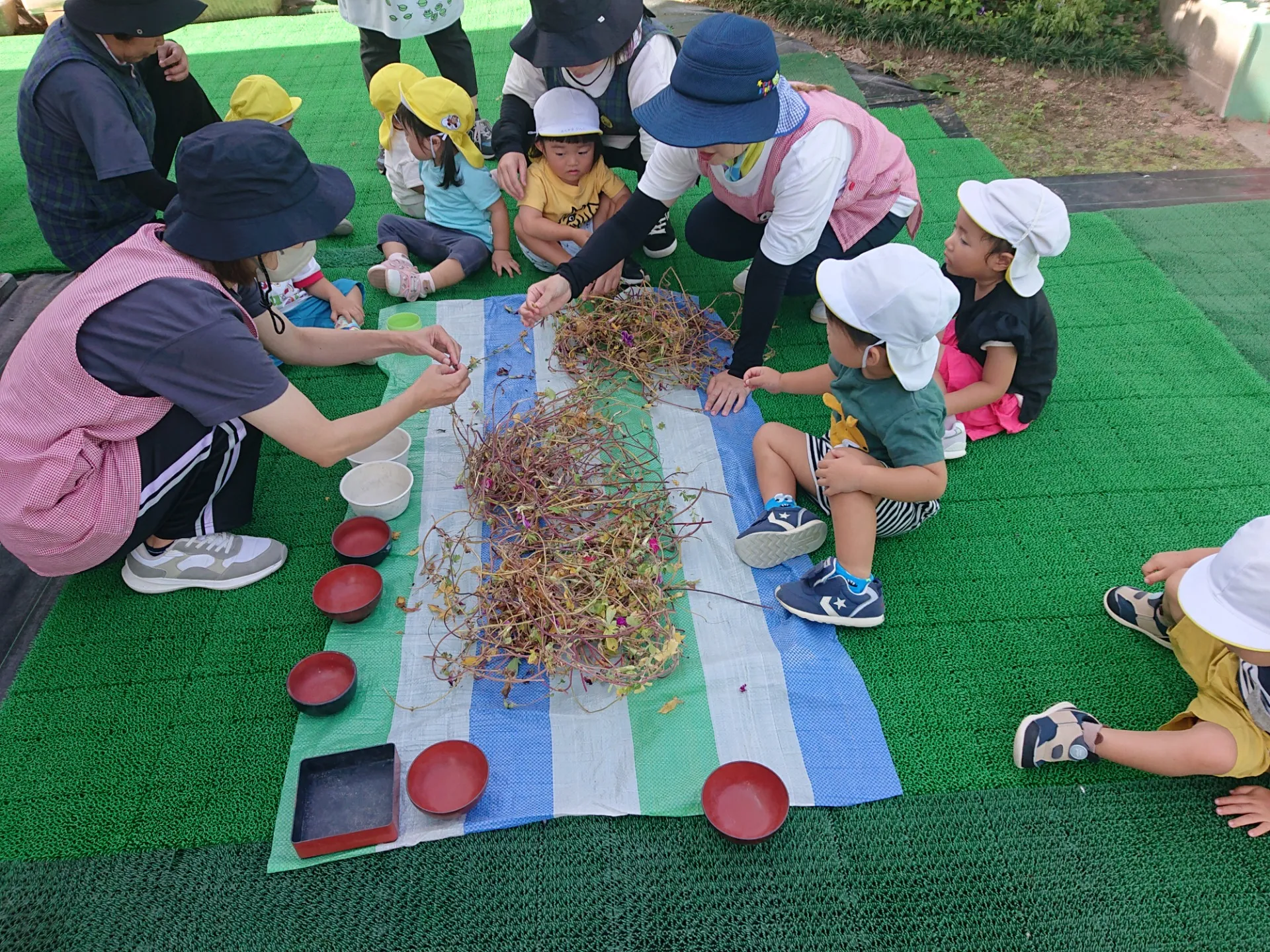 朝顔の種を採ろう（りんご組、いちご組）